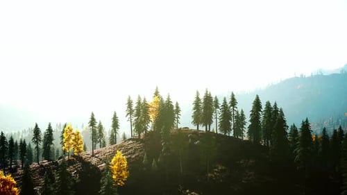 Misty Mountain Forest Landscape in the Morning