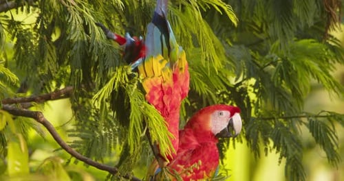 Scarlet zieht zu seinem Partner in den üppigen Regenwald Perus, die strahlende Morgensonne unterstreicht ihre lebhaften