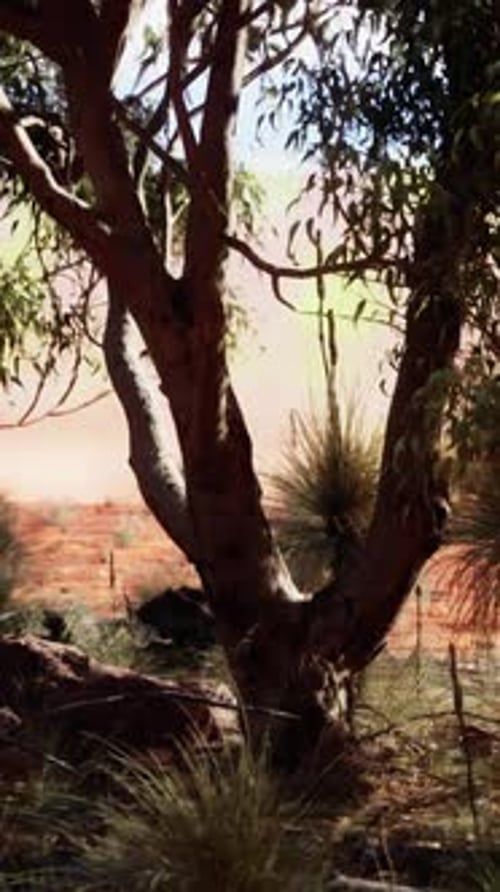 Vertical Slow Zoom Out of Desert Tree