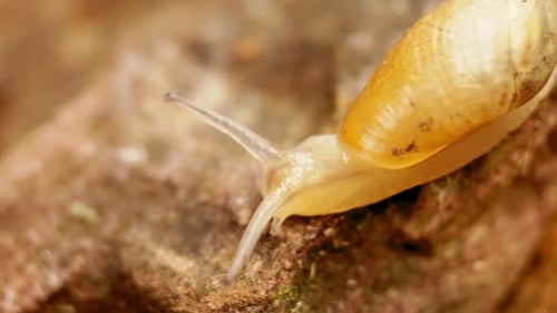 Um caracol de jardim, com as hastes dos olhos estendidas, desce por uma rocha inclinada.