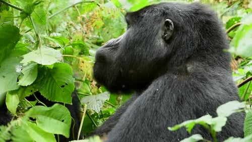 Mountain Gorilla eating leaves in Uganda forest, Close up shot
