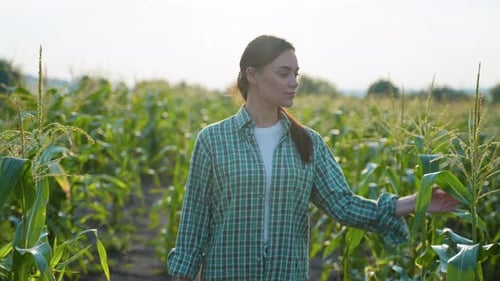 Woman Walking Through Lush Green Cornfield