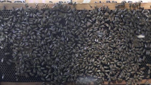 Close up of hundreds of honey bees working on a beehive frame from a 10 frame langstroth hive