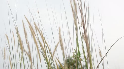 close up of the tip of the grass blowing in the wind