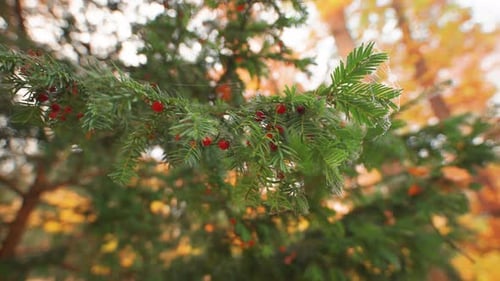 A close-up shot of the fir tree branches with bright red berries.
