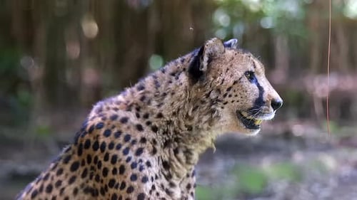 Ein wunderschöner Gepard scannt die Umgebung und ruft — Nahaufnahme