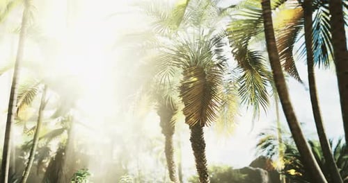 Bright Sunrays Through Tropical Palm Tree Forest Scene