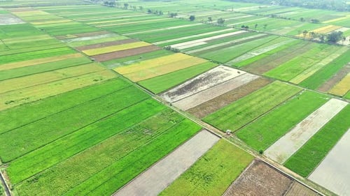 Drone fly over beautiful pattern of green rice field in Indonesia.
