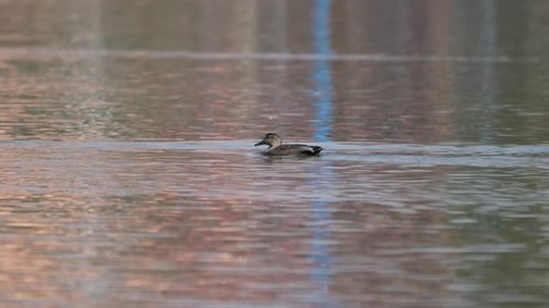A wild duck swimming around in a lake on a sunny day.
