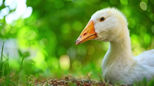 Portrait einer Gans