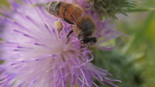 Honey Bee Pollinating Purple Flower in Natural Light