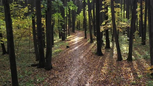 Flying above yellow trees in the autumn forest. Shot from drone.