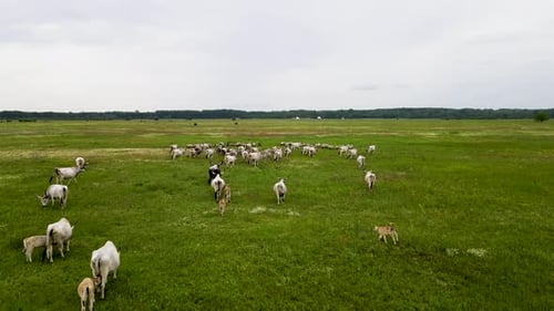 Herd of Hungarian Grey cattle walking in the pasture, aerial