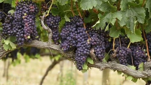 Ripe Purple Grapes Growing and Hanging on Grape Tress in Vineyard. Shrub