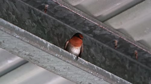 Welcome Swallow Bird Perched and Flying