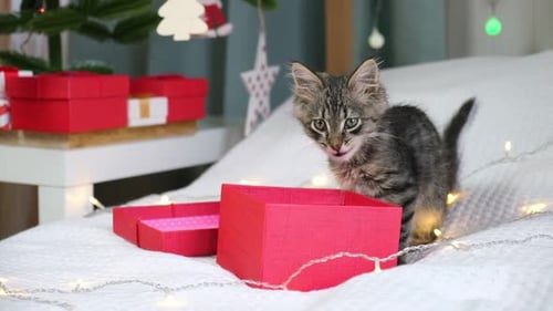 Adorable Kitten Playing Near Christmas Presents and Tree