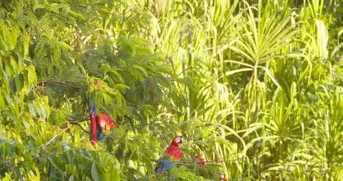 Wide shot of Bright Scarlet perched up in a tree going about their morning activities in the Amazon