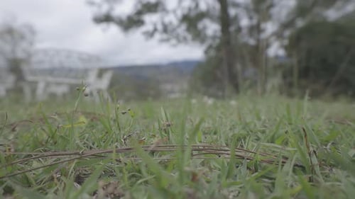 A low-angle shot captures the details of grass with a distant mountain range