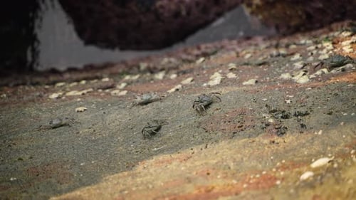 Crabs Scuttle Over Algaecovered Stones at Tidal Zone Seashore Wildlife Crustaceans Forage for Food
