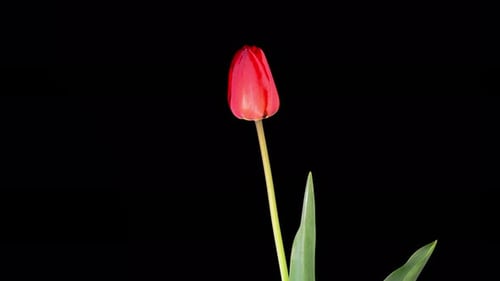 Time Lapse of Red Tulip Blooming on Black Background