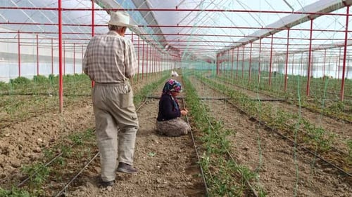 Man and Woman Working in Greenhouse