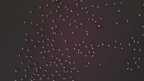 Colony of Greater Flamingos in a Wetland