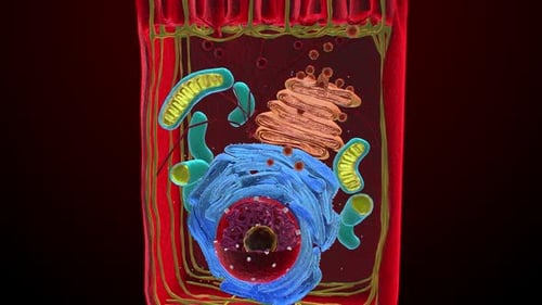 Human Eukaryotic Cell Structure