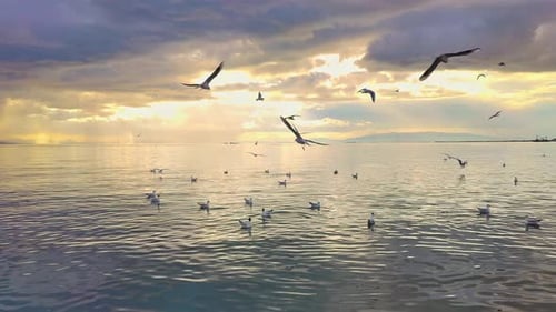 Flock Of Soaring Gulls On The Yellow Ocean Beach