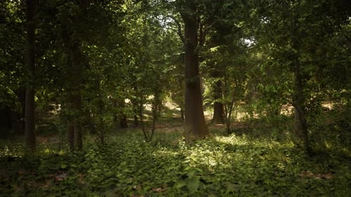 A Lush Green Forest with Towering Trees
