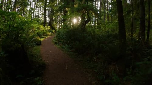 Scenic Hiking Trail in the Rainforest with Vibrant Green Trees
