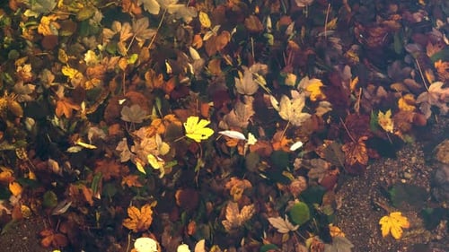 Forêt d'automne sous une lumière douce HD