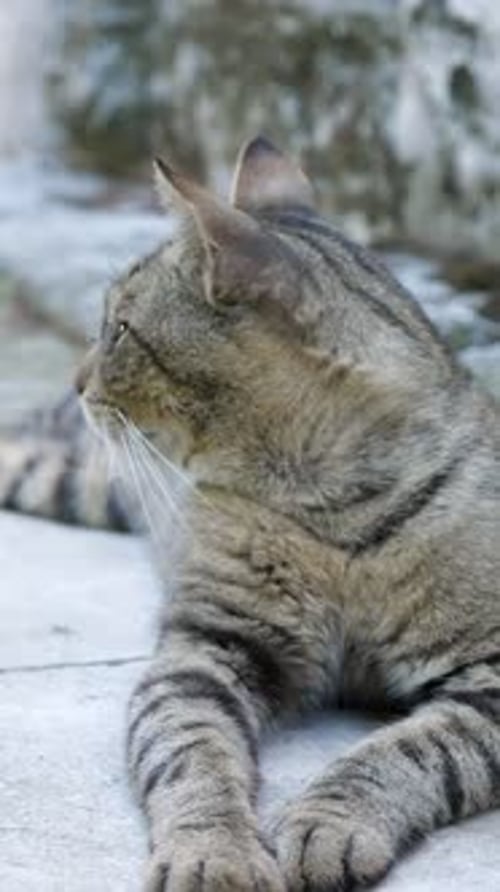 Europäische Wildkatze entspannt sich auf einem verschneiten Felsen