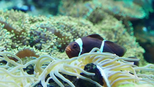 Mauritian Anemonefish Gliding Near Anemone