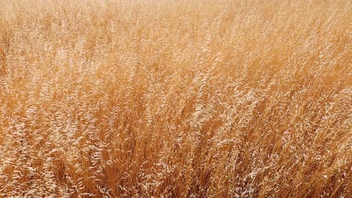 Background of dry grass blowing in the breeze