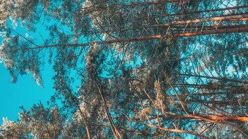 Pinheiros florestais no inverno