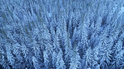 Aerial View of Evergreen Trees Covered in Snow