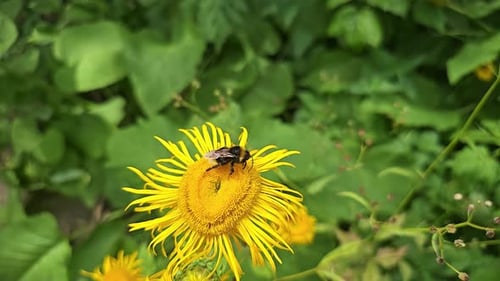 Bumblebee Pollinating Yellow Flower in Garden