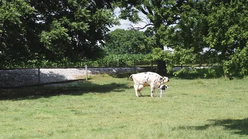 Cow and Calf Grazing in a Rural Pasture