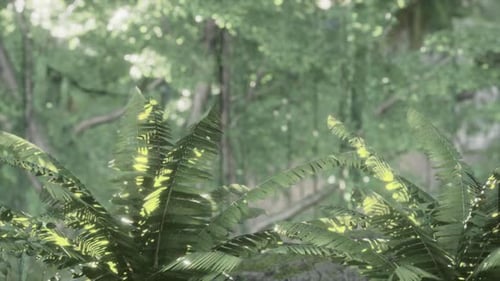 Jungle Forest Trees in Deep Fog