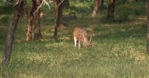 Cerf tacheté mâle Chital paissant dans le parc national de Ranthambore, Rajasthan, Inde