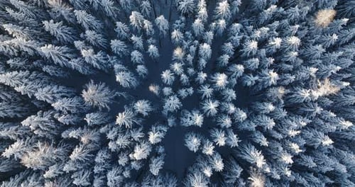 Overhead View Of Winter Forest