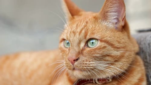 Tabby Cat with Long Whiskers Rests in Backyard Looking Away