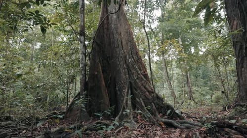 Lush Rainforest Trees and Green Foliage