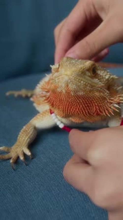 Mains de fille mettant un collier amusant sur un lézard Agama barbu