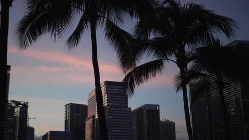 Sunset Behind Miami Palm Trees