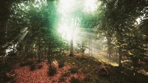 La lumière brille dans la nature