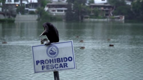 A Close Up of a Black Cormorant Standing on a Sign at a Harbour with Houses in the Background Across