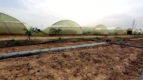 Agriculture en serre et irrigation au goutte-à-goutte