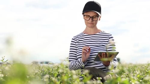 female agronomist with tablet check the growth of a field with buckwheat flowers. woman touching