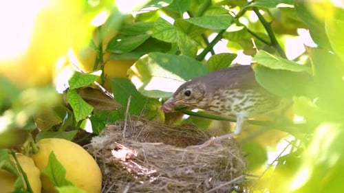 Bird Feeds Chicks in Nest in Lemon Tree